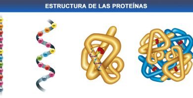 estructura de las proteinas